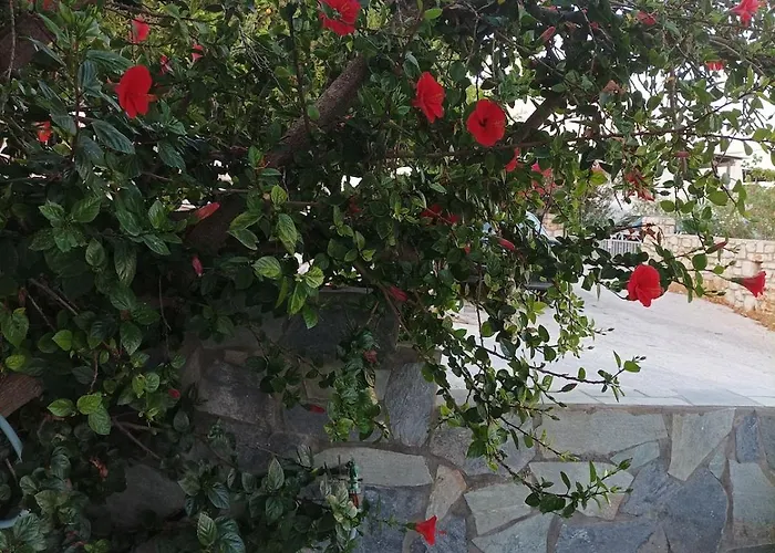 アパート Nektarias No3 ナウサ